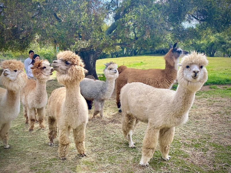 This California Farm Lets You Meet Adorable Alpacas And It's One Of The Most Fun Outdoor Experiences In The State - Decor Hint Tour Hours Run On Fridays Through Sundays Only