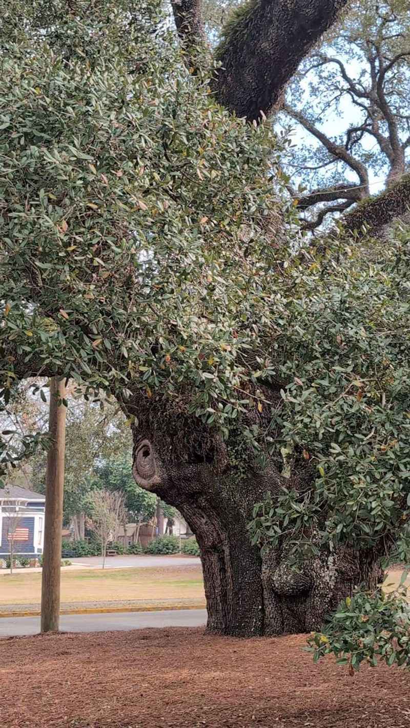 This Thomasville Attraction In Georgia Has A Limb Span Wider Than A Football Field - Decor Hint Damage Incidents and Repairs Over the Years