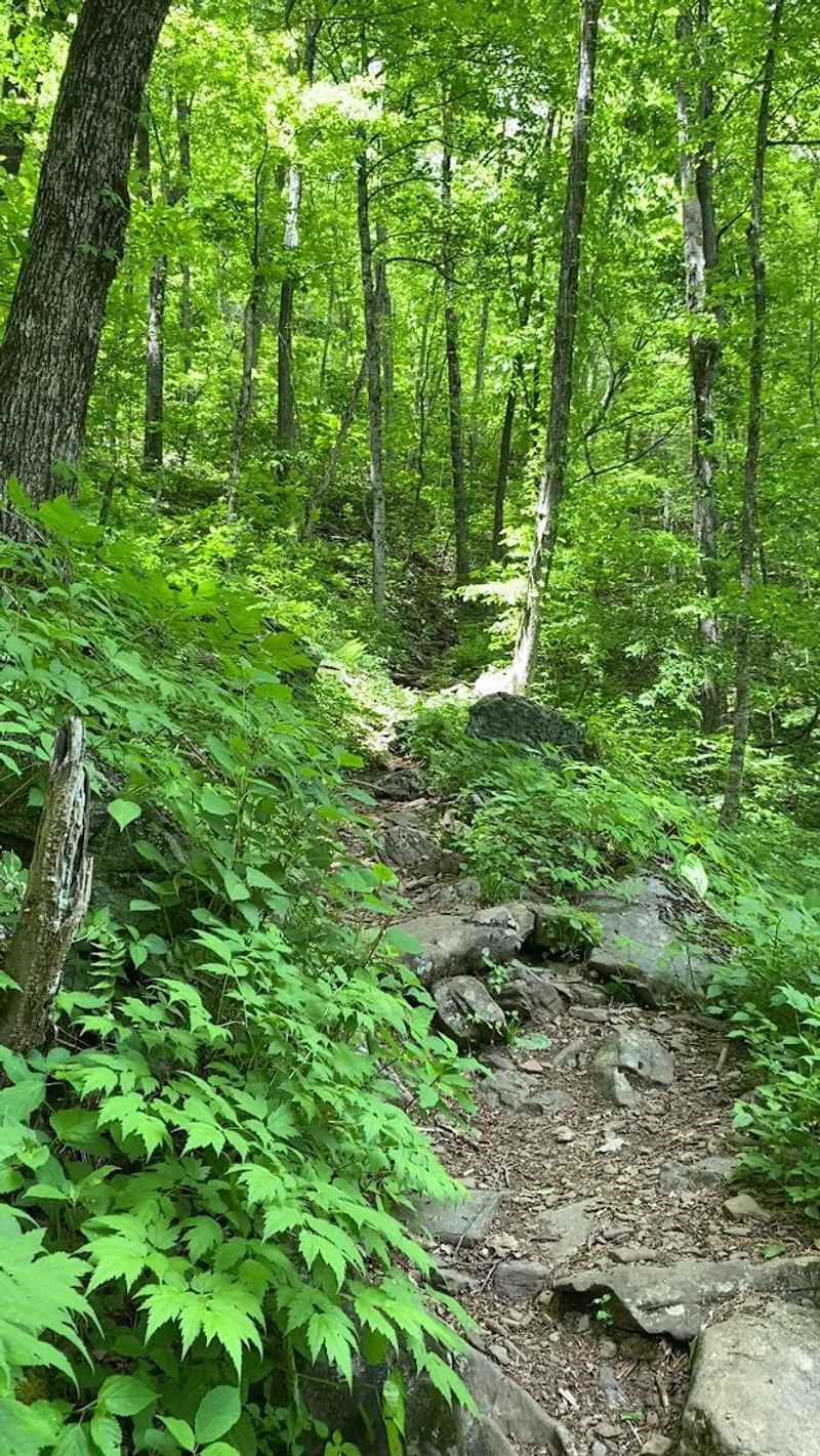 Appalachian Trail – Georgia Section Thru-Hike