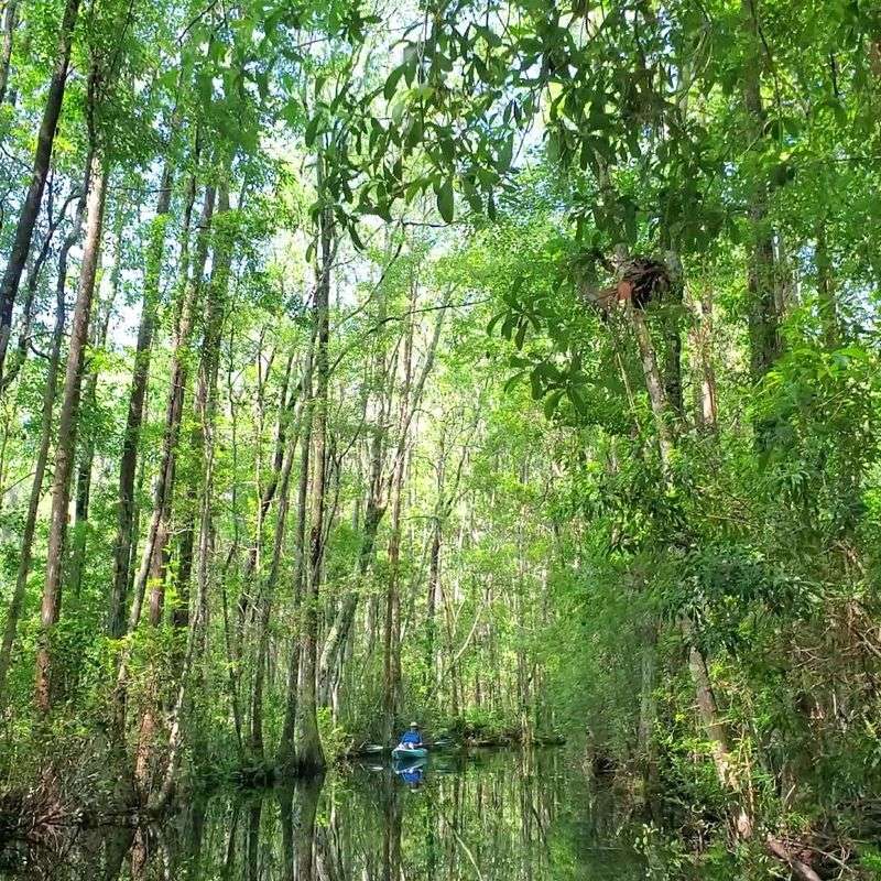 Guided Boat Tours Through the Swamp