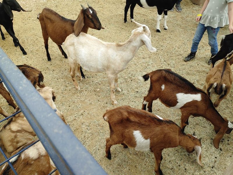 This Spring Camp Makes This California Farm The Ultimate Seasonal Destination In 2026 - Decor Hint Petting Zoo Residents