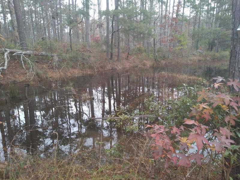 Neusiok Trail (Pine Cliff Trailhead), Croatan National Forest