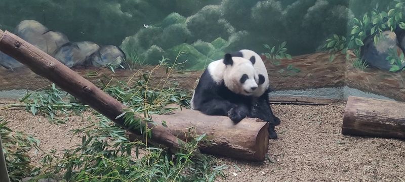 This Atlanta Georgia Gem Began With Circus Animals In 1889 And Is Now A Leading Research Zoo - Decor Hint Giant Panda Conservation Center