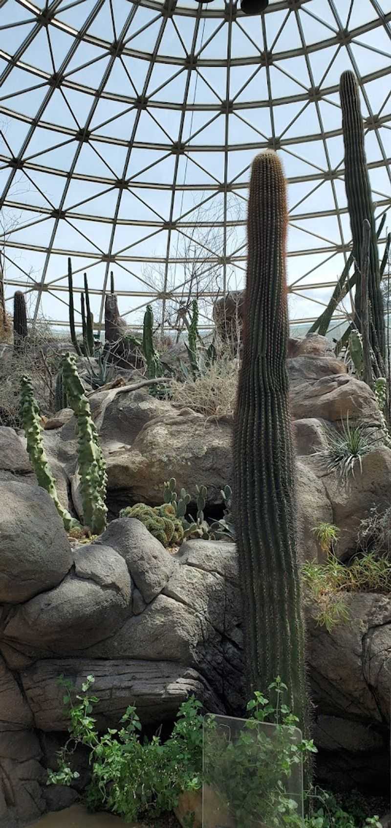 Real Desert Plants That Look Straight Out Of A Western Film Set
