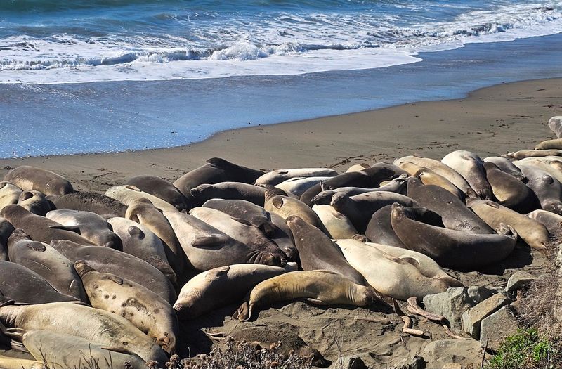 Piedras Blancas Elephant Seal Rookery