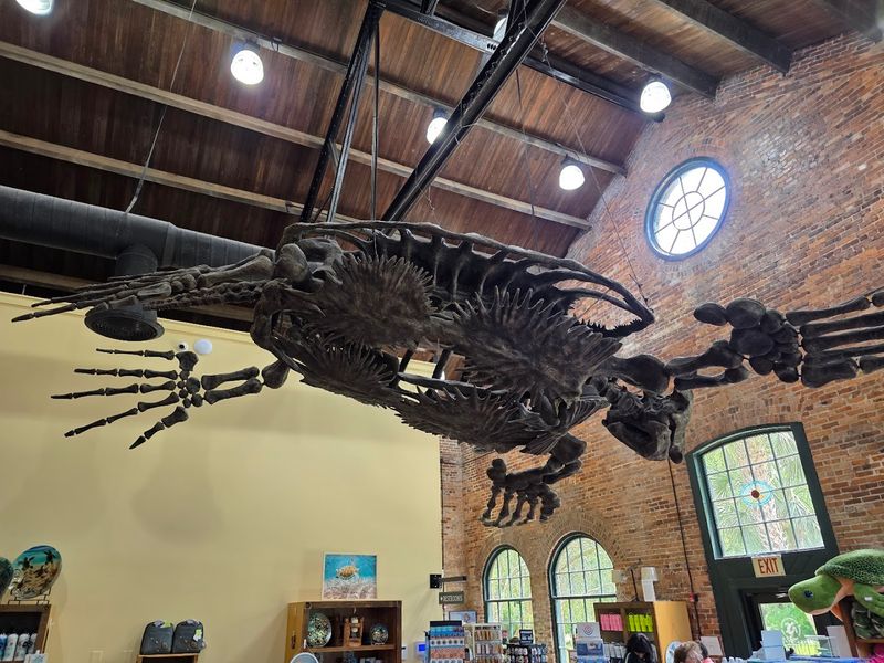 Georgia's Only Sea Turtle Hospital Lets You Step Into A World That Few Ever See - Decor Hint Gift Shop Stocked With Conservation-Supporting Souvenirs