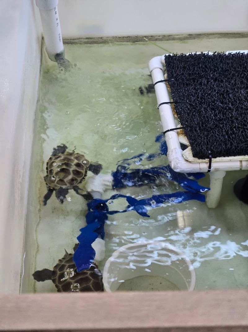 Georgia's Only Sea Turtle Hospital Lets You Step Into A World That Few Ever See - Decor Hint Volunteer Opportunities for Hands-On Conservation Work