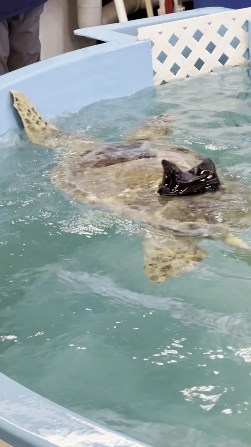 Georgia's Only Sea Turtle Hospital Lets You Step Into A World That Few Ever See - Decor Hint Adopt-a-Turtle Program That Keeps You Connected After Your Visit
