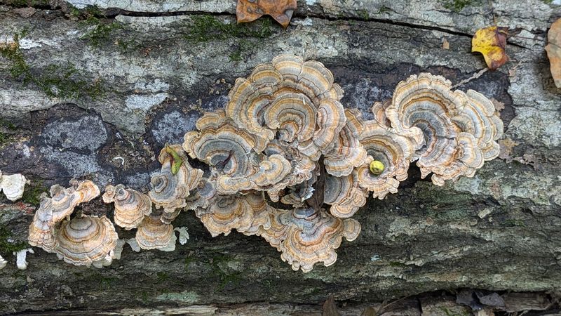 North Carolina’s Best Kept Mystery With The Ancient Pines And The Mermaid’s Secret - Decor Hint Botanical Anomalies Of The Piedmont