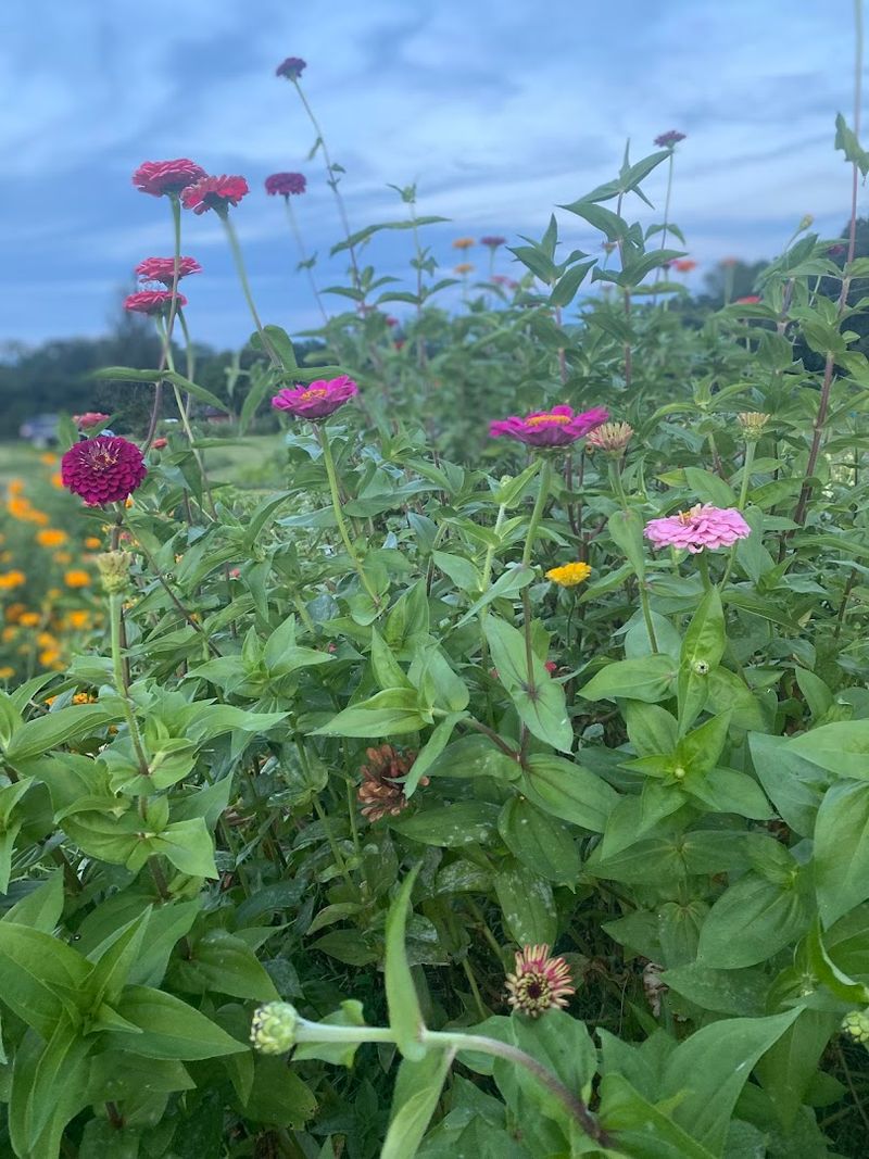 A Peaceful Setting That Resets Your Whole Day