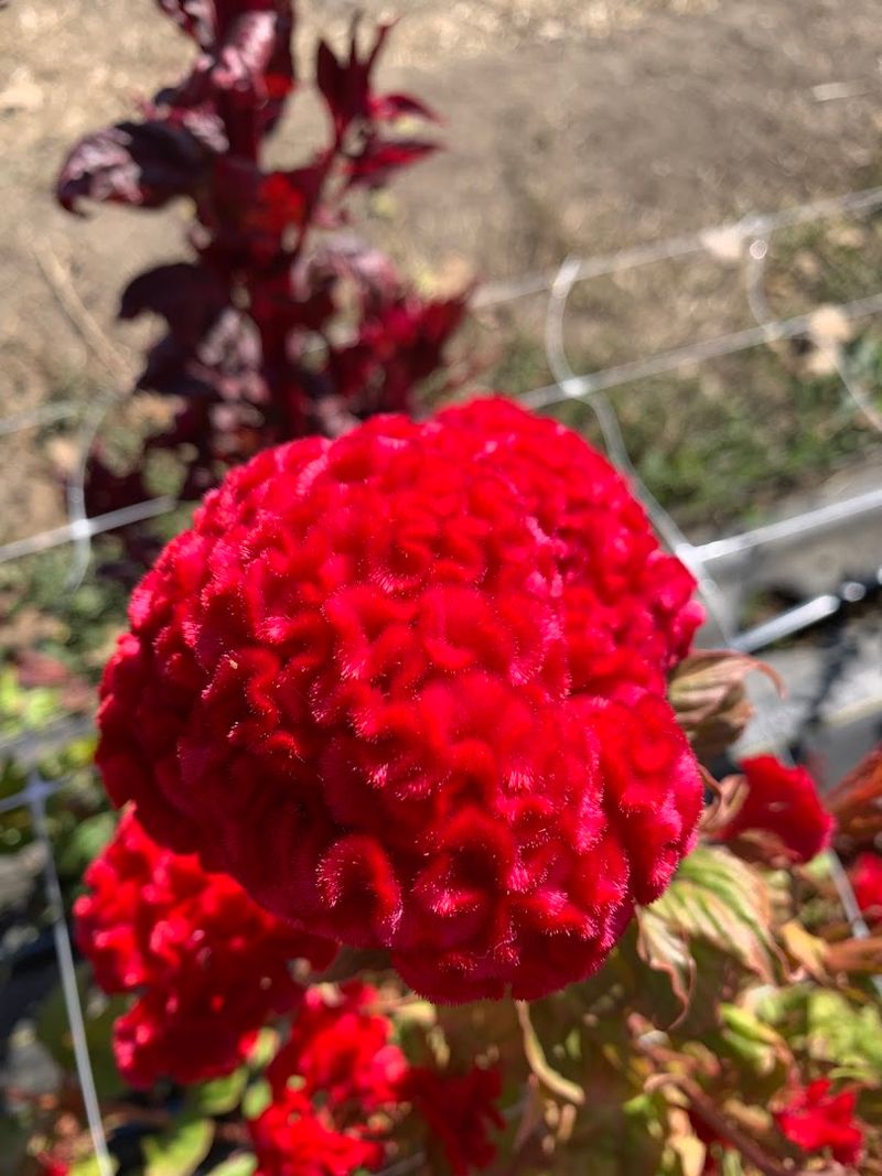 This California Flower Farm Turns April Into A Living Spring Canvas - Decor Hint Small Details That Make The Visit Feel Thoughtful