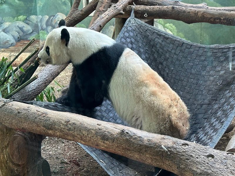 This Atlanta Georgia Gem Began With Circus Animals In 1889 And Is Now A Leading Research Zoo - Decor Hint Year-Round Educational Programs