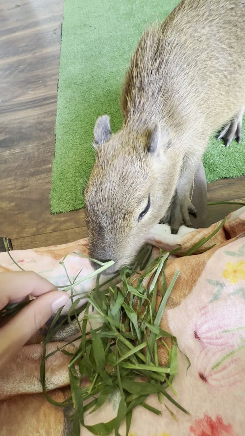 Wildlife Conservation and Educational Programs