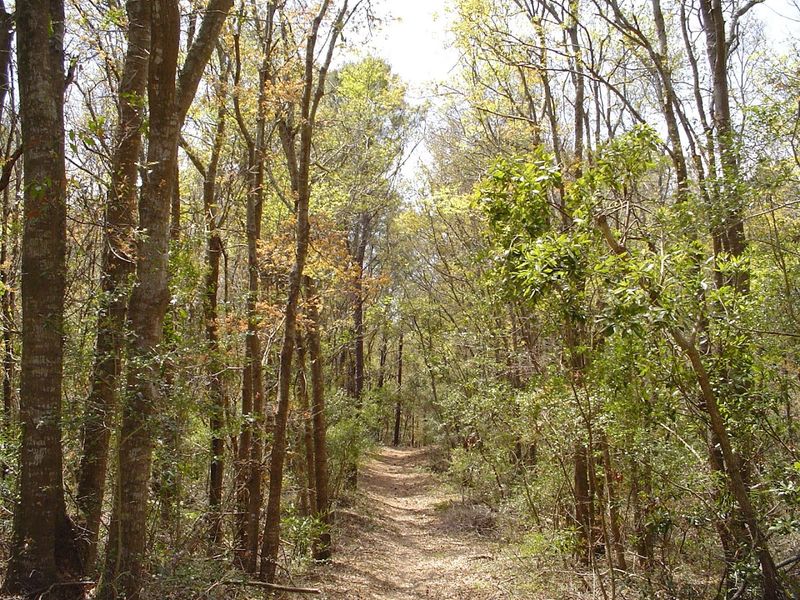 Coastal Barrier Sentinel