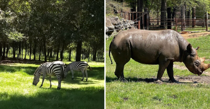 See Zebras And Wildebeest Roam Just Feet Away At This Georgia Safari Park