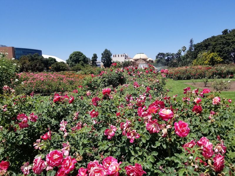 Around 20,000 Rose Bushes And Over 145 Varieties