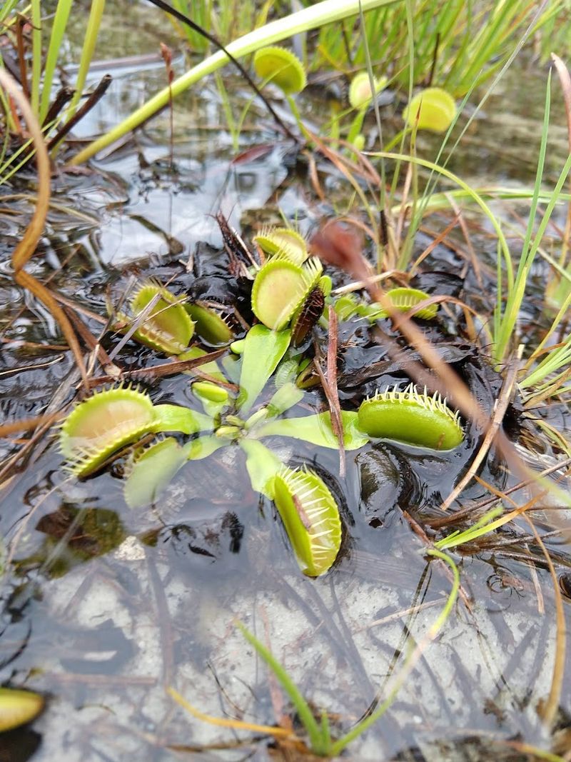 Stanley Rehder Carnivorous Plant Garden