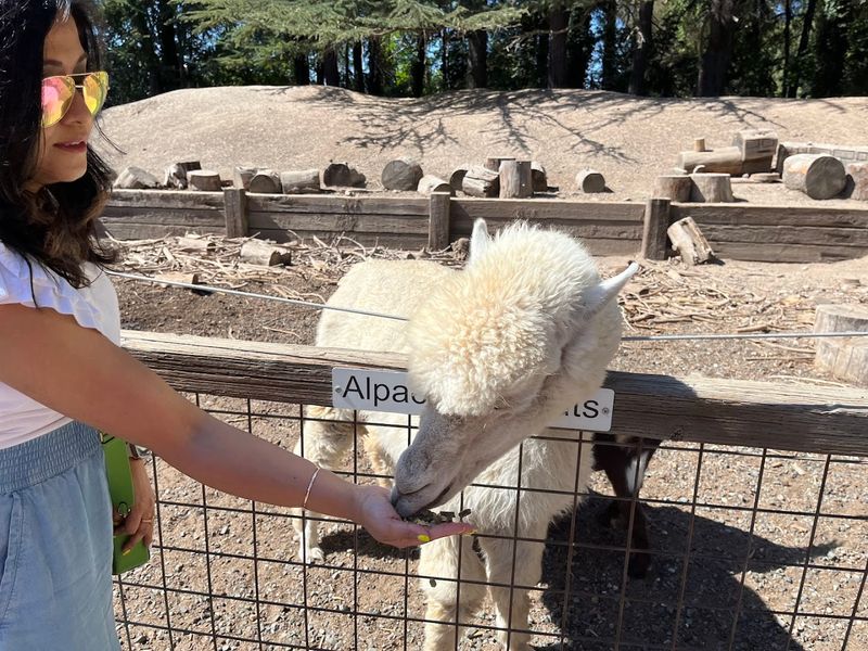 The Petting Zoo That Steals The Show