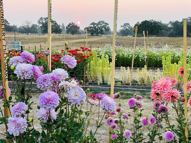 This California Flower Farm Turns April Into A Living Spring Canvas - Decor Hint Planning Your Visit