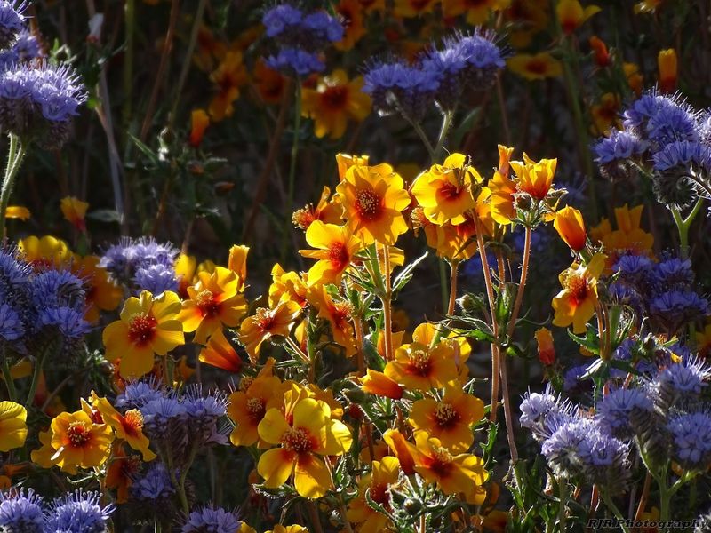 Wildlife Here Goes Far Beyond Wildflowers