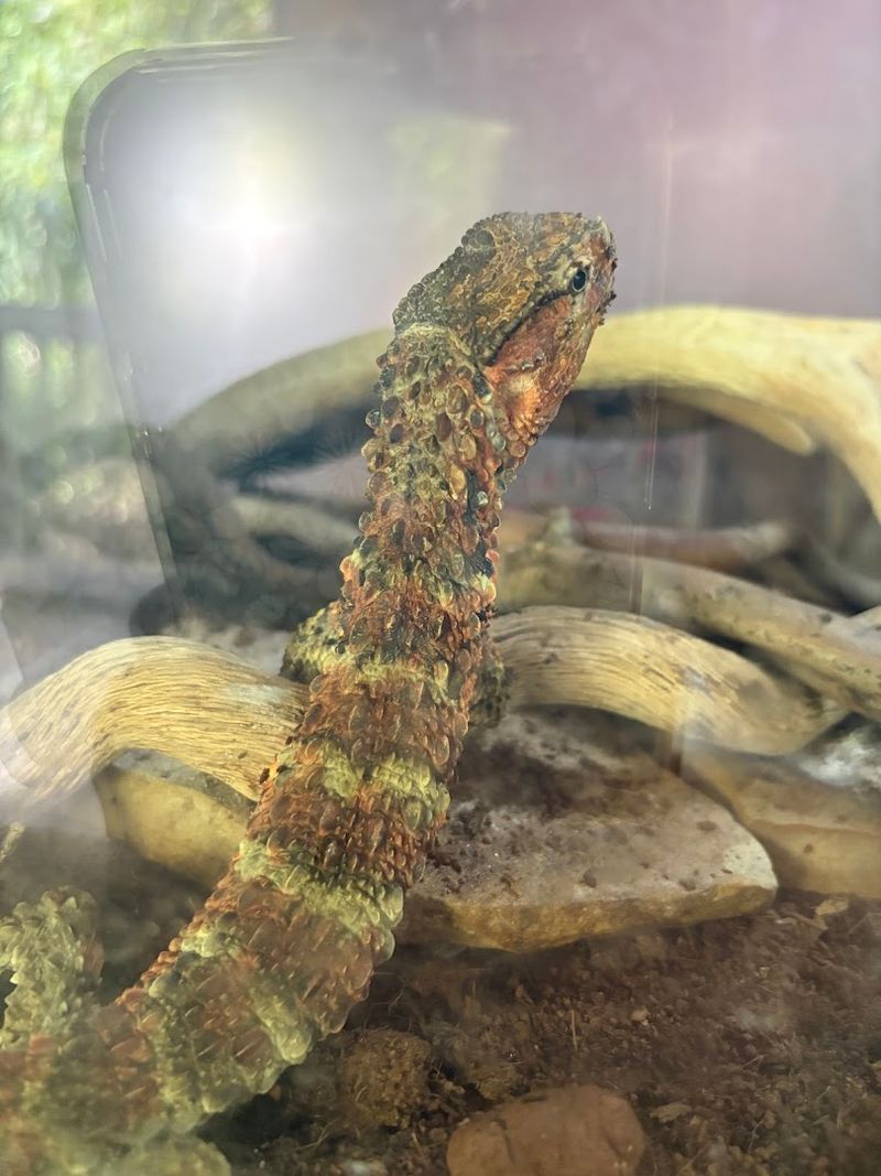 Play Park, One of South Georgia's Largest