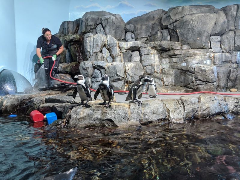 Daily Feeding Schedules Worth Planning Your Visit Around