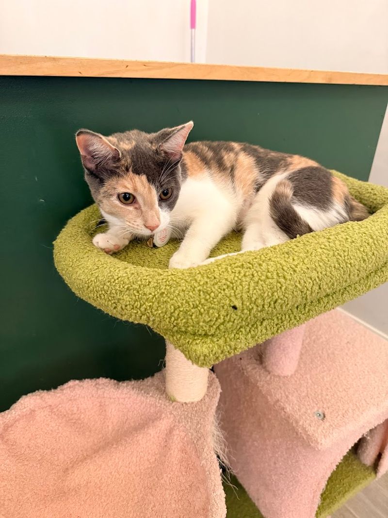 Hands-On Playtime and Real Cuddle Opportunities