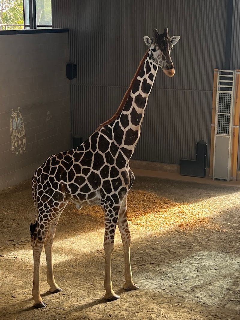 Giraffe Feeding Encounters