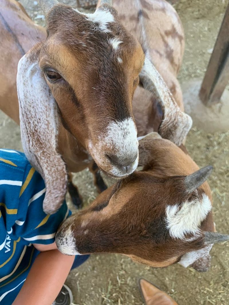 This Spring Camp Makes This California Farm The Ultimate Seasonal Destination In 2026 - Decor Hint Animal Care Skills