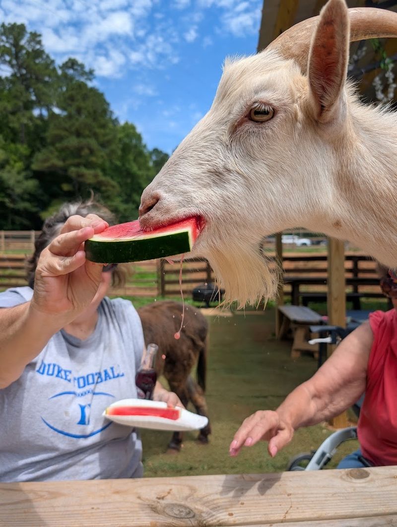 Goat Yoga Is The Workout You Never Knew You Needed