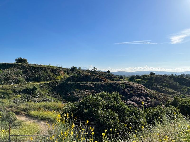 You Won't Believe How Gorgeous This California Trail Is In Spring - Decor Hint A Wildflower Wonderland