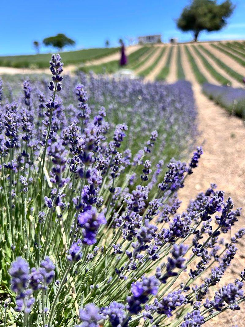 The Season Runs From Mother's Day Through September