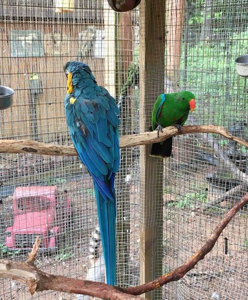 Therapeutic Benefits Of Spending Time With Animals