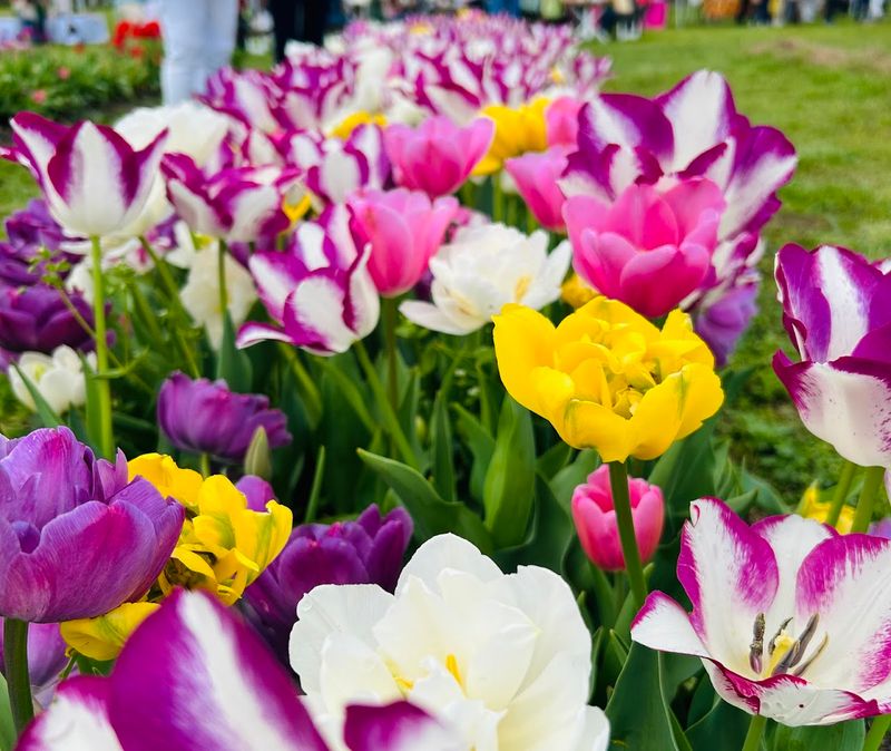 Tulip Fest: A Spring Celebration Worth Planning Around