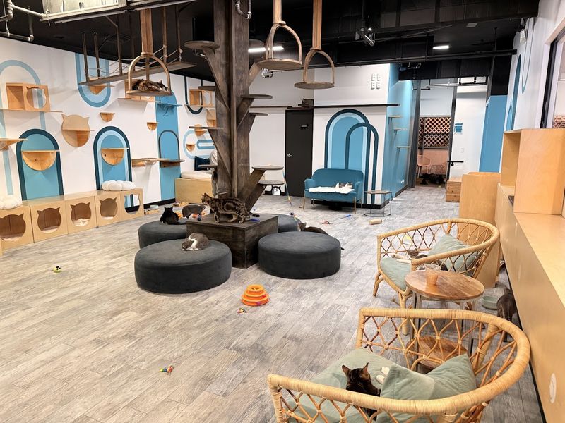 10 Cozy Cat Cafes In California Where You Can Relax With Adorable Felines - Decor Hint CatCafe Lounge