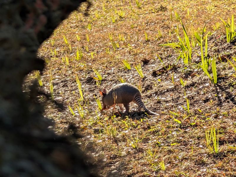 Wildlife Beyond The Horses