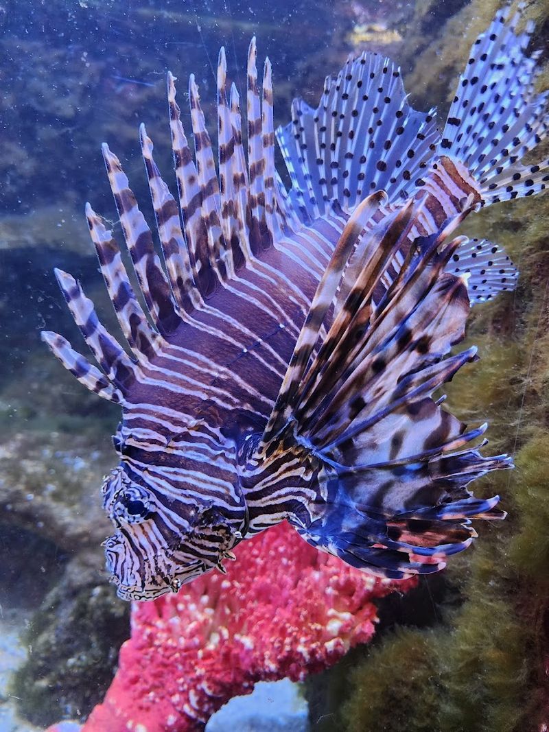 Freshwater Mussel Conservation Research