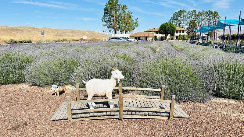 2026 Is The Year To Visit This Romantic Lavender Garden In California - Decor Hint Daily Hours Make It Easy To Plan A Visit Anytime
