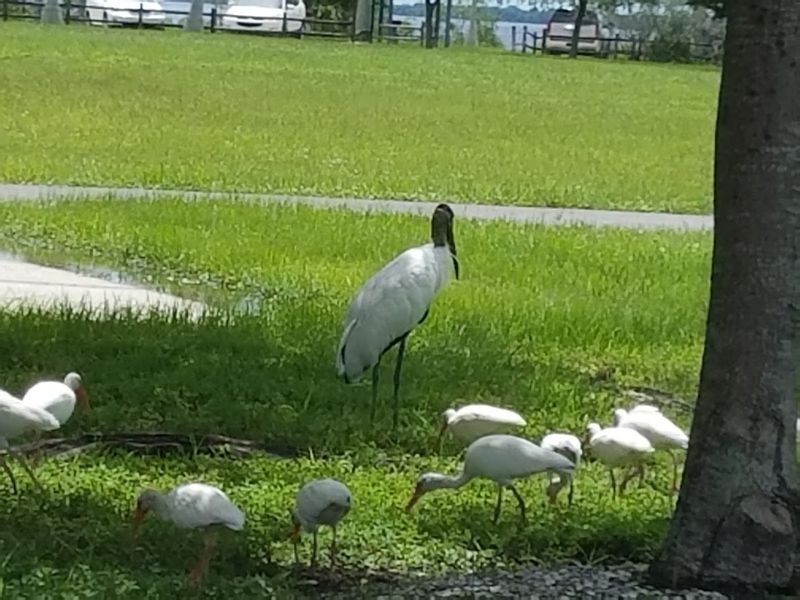 The Wildlife That Wanders Through Like It Belongs