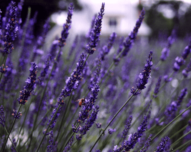 Why This Lavender Getaway Stays With You