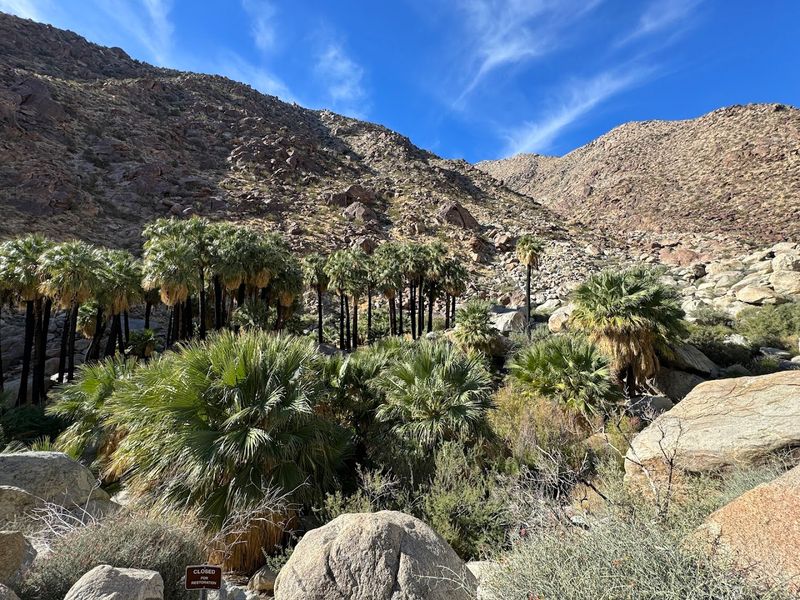 Colorado Desert Spots Where Palm Oases And Sand Dunes Meet