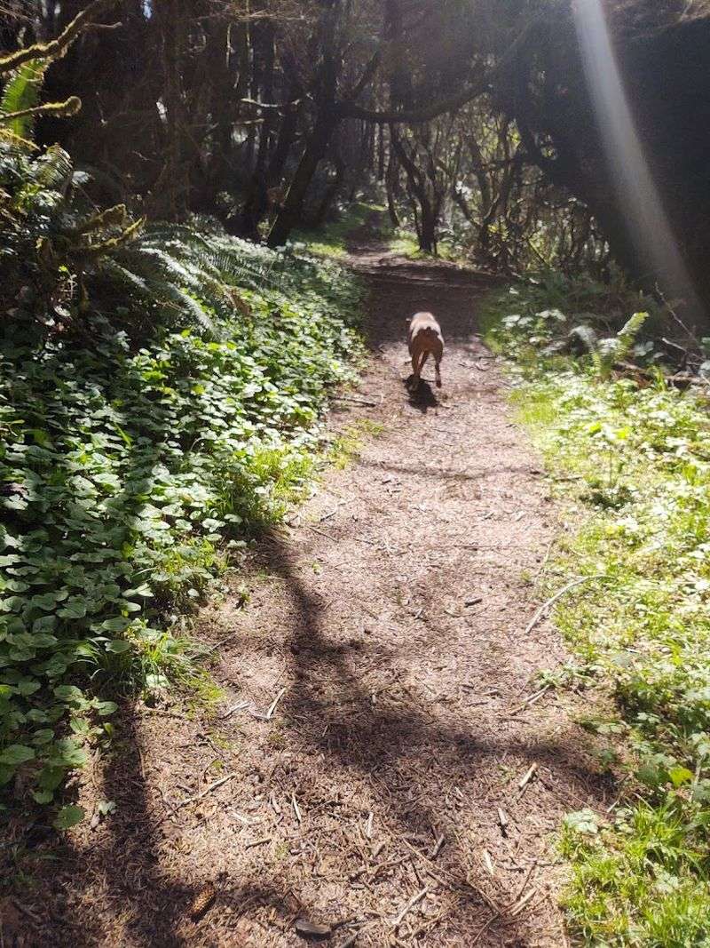 Redwood Trees That Frame The Hike To The Beach