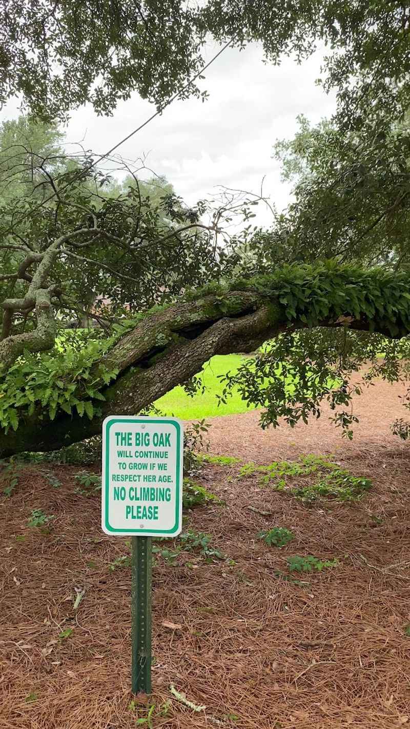 This Thomasville Attraction In Georgia Has A Limb Span Wider Than A Football Field - Decor Hint Community Pride and Local Identity