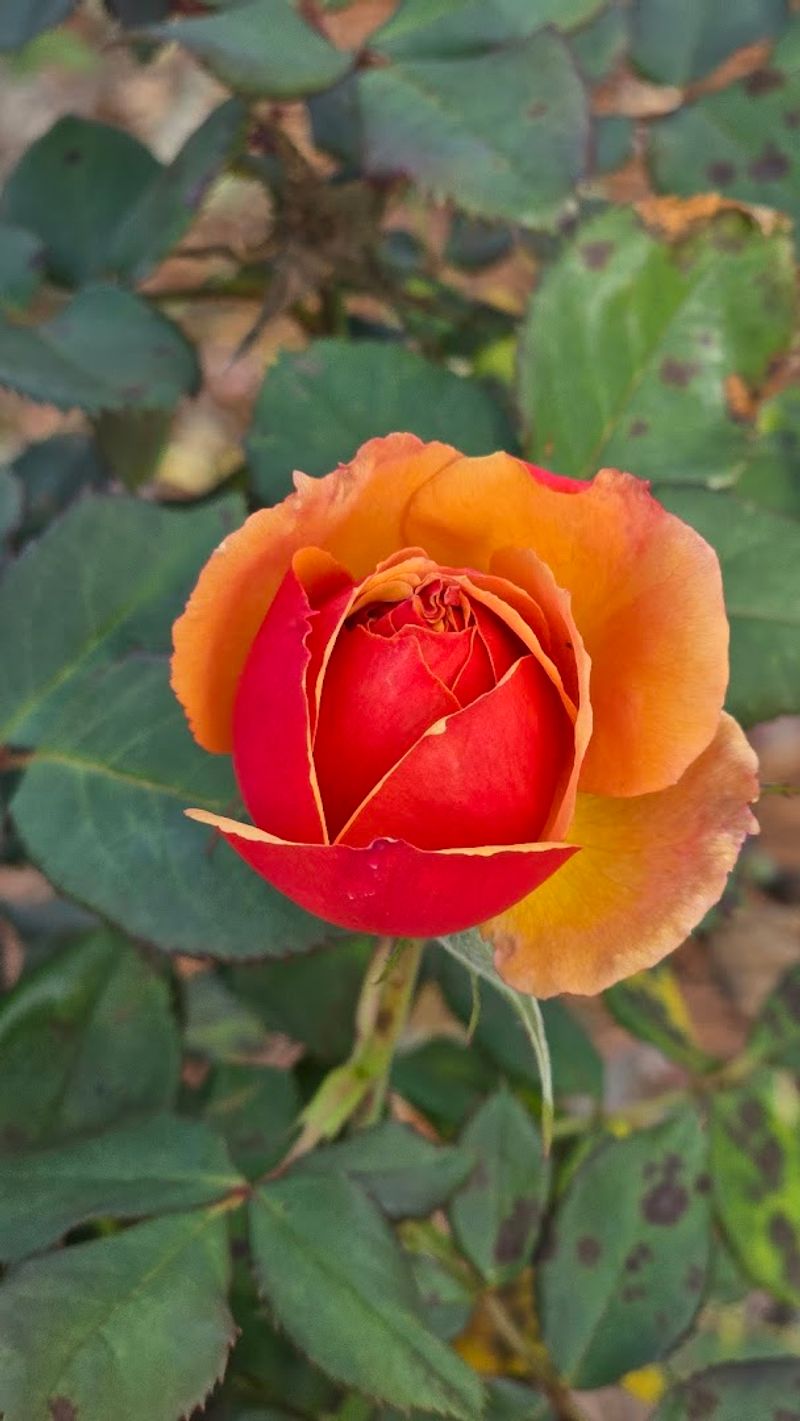 Thomasville Rose Garden