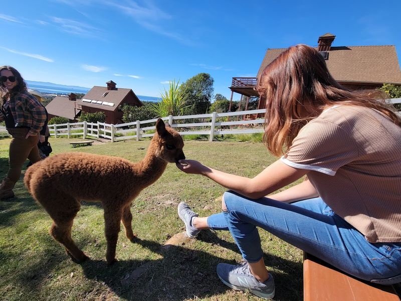 This California Farm Lets You Meet Adorable Alpacas And It's One Of The Most Fun Outdoor Experiences In The State - Decor Hint Baby Alpacas Sometimes Make An Appearance During Tours