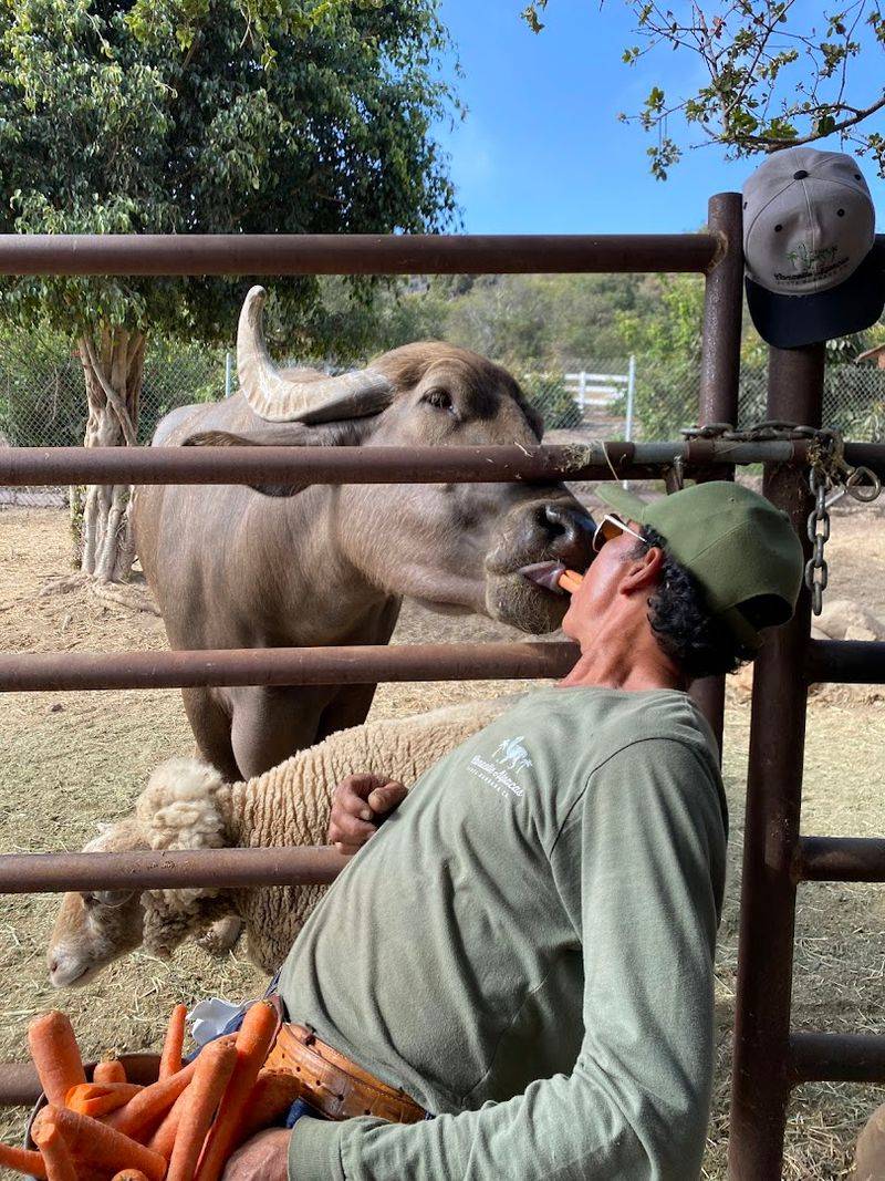 This California Farm Lets You Meet Adorable Alpacas And It's One Of The Most Fun Outdoor Experiences In The State - Decor Hint Archie The Filipino Water Buffalo Is A Fan Favorite