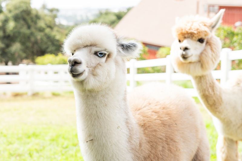 This California Farm Lets You Meet Adorable Alpacas And It's One Of The Most Fun Outdoor Experiences In The State - Decor Hint Reservations Are Required And Walk-Ins Are Not Accepted