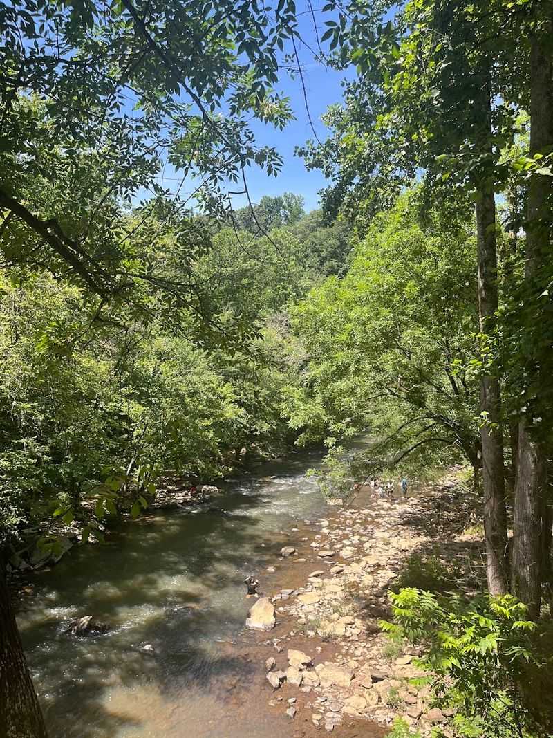 Wildlife Encounters Along the Creek Corridor