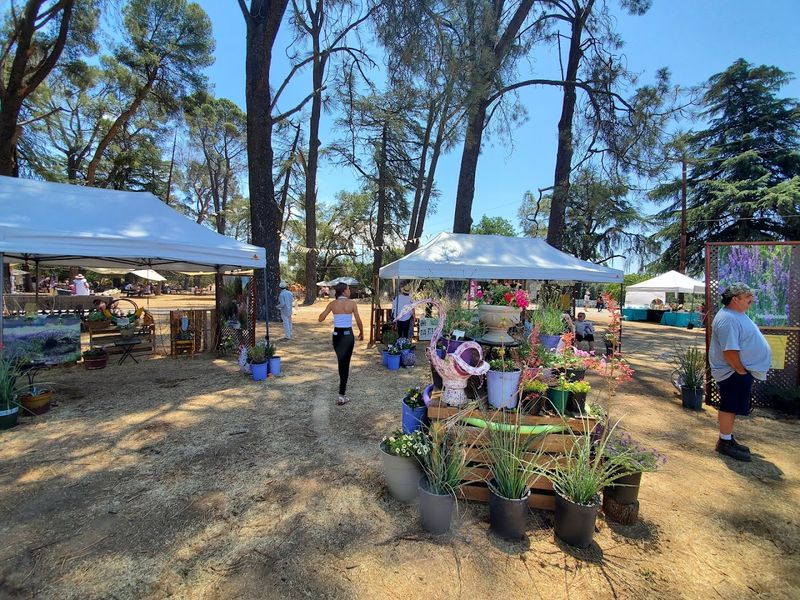 2026 Is The Year To Visit This Romantic Lavender Garden In California - Decor Hint Arts And Crafts Vendors Make The Festival Unique