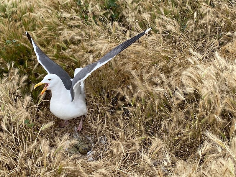 California's Remote Island That Feels Like Another World - Decor Hint Western Gulls Take Over The Island Every Summer